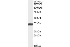 Western Blotting (WB) image for anti-Protein Phosphatase 2, Catalytic Subunit, beta Isozyme (PPP2CB) (C-Term) antibody (ABIN184646)