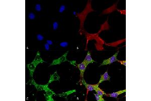 Immunocytochemistry/Immunofluorescence analysis using Mouse Anti-GABA-A Receptor Alpha 4 Monoclonal Antibody, Clone S398A-34 (ABIN2485781). (GABRA1 Antikörper  (AA 410-450) (Biotin))