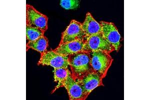 Immunofluorescence analysis of Hela cells using CD3D mouse mAb (green). (CD3D Antikörper  (AA 127-171))