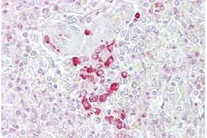 Anti-FRZB antibody IHC staining of human spleen. (FRZB Antikörper  (AA 216-265))