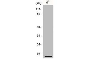 Western Blot analysis of 293 cells using MK Polyclonal Antibody (Midkine Antikörper  (C-Term))