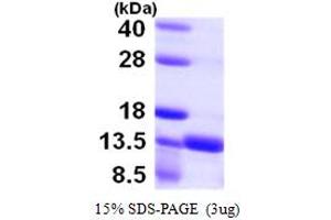 SDS-PAGE (SDS) image for S100 Calcium Binding Protein A16 (S100A16) (AA 1-103) protein (His tag) (ABIN667422)