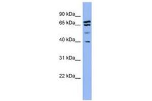 Image no. 1 for anti-Endophilin-A1 (SH3G2) (AA 251-300) antibody (ABIN6741703)
