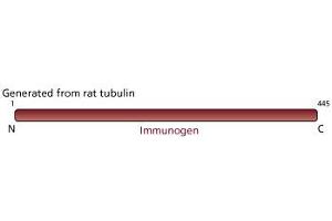 Image no. 2 for anti-Tubulin, beta (TUBB) antibody (ABIN967495)