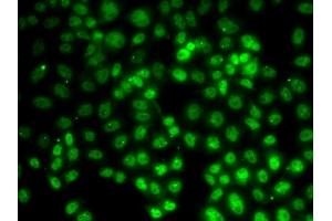 Immunofluorescence analysis of HeLa cells using PRMT2 antibody (ABIN6127447, ABIN6146227, ABIN6146228 and ABIN6221530). (PRMT2 Antikörper  (AA 1-300))
