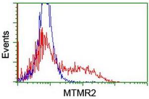 HEK293T cells transfected with either RC208703 overexpress plasmid (Red) or empty vector control plasmid (Blue) were immunostained by anti-MTMR2 antibody (ABIN2454066), and then analyzed by flow cytometry. (MTMR2 Antikörper)
