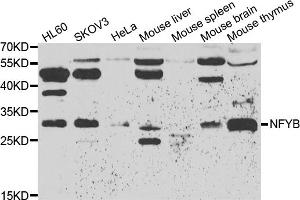 Western blot analysis of extracts of various cell lines, using NFYB antibody (ABIN5974397) at 1/500 dilution. (NFYB Antikörper)