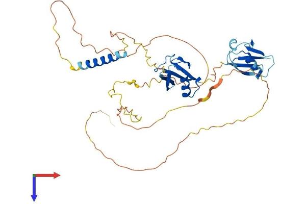 NFATC2IP Protein (AA 1-412) (His tag)