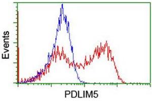HEK293T cells transfected with either RC200592 overexpress plasmid (Red) or empty vector control plasmid (Blue) were immunostained by anti-PDLIM5 antibody (ABIN2455649), and then analyzed by flow cytometry. (PDLIM5 Antikörper)