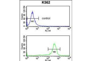 Flow cytometry analysis of K562 cells (bottom histogram) compared to a negative control cell (top histogram). (RPS6KB2 Antikörper)