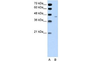 Western Blotting (WB) image for anti-Pannexin 1 (PANX1) (Middle Region) antibody (ABIN2775573)