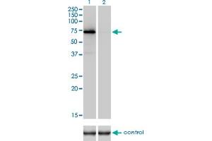 Western blot analysis of F2 over-expressed 293 cell line, cotransfected with F2 Validated Chimera RNAi (Lane 2) or non-transfected control (Lane 1). (Prothrombin Antikörper  (AA 263-362))