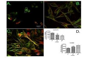 Image kindly submitted by Dr. (Fascin Antikörper  (pSer39))