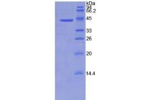 SDS-PAGE of Protein Standard from the Kit (Highly purified E. (BMP2 CLIA Kit)