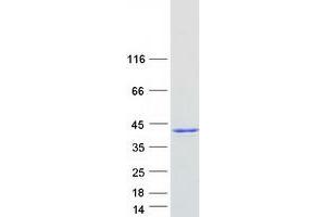 Validation with Western Blot (NPM1 Protein (Transcript Variant 3) (Myc-DYKDDDDK Tag))