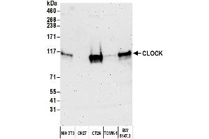 Western Blotting (WB) image for anti-Clock Homolog (Mouse) (CLOCK) (AA 796-846) antibody (ABIN7450129) (CLOCK Antikörper  (AA 796-846))
