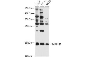 Western blot analysis of extracts of various cell lines, using MRPL41 antibody (ABIN7268572) at 1:1000 dilution. (MRPL41 Antikörper  (AA 1-137))