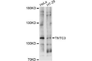 Western blot analysis of extracts of various cell lines, using TMTC3 antibody (ABIN6293653) at 1:1000 dilution. (TMTC3 Antikörper)