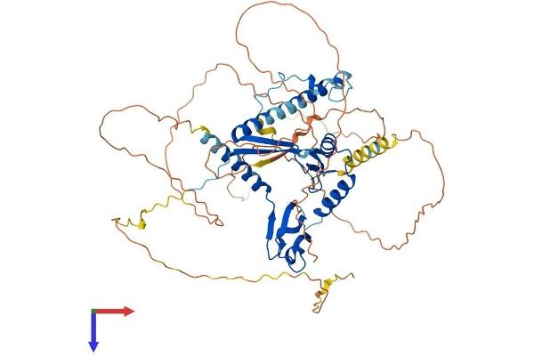 CSRNP3 Protein (AA 1-585) (His tag)