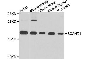 Western blot analysis of extracts of various cell lines, using SCAND1 antibody. (SCAND1 Antikörper  (AA 1-179))