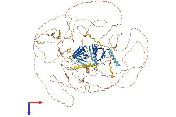 IRS4 Protein (AA 1-1216) (His tag)