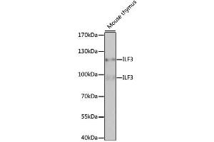Western blot analysis of extracts of mouse thymus, using ILF3 antibody. (Interleukin enhancer-binding factor 3 (ILF3) Antikörper)