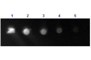 Dot Blot results of Rabbit Anti-Human IgG F(c) Antibody Fluorescein Conjugate. (Kaninchen anti-Human IgG (Fc Region) Antikörper (FITC) - Preadsorbed)