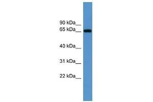 Western Blot showing Igf2bp3 antibody used at a concentration of 1-2 ug/ml to detect its target protein. (IGF2BP3 Antikörper  (Middle Region))