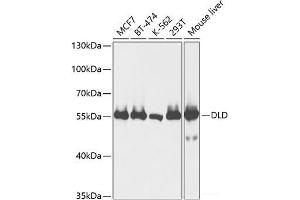 Western blot analysis of extracts of various cell lines using DLD Polyclonal Antibody at dilution of 1:1000. (DLD Antikörper)