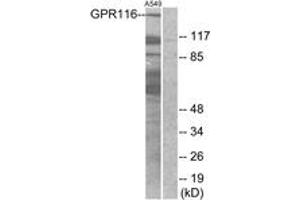 Western blot analysis of extracts from A549 cells, using GPR116 Antibody. (G Protein-Coupled Receptor 116 Antikörper  (AA 11-60))