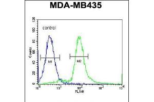 Flow cytometric analysis of MDA-MB435 cells (right histogram) compared to a negative control cell (left histogram). (ARHGAP10 Antikörper  (AA 237-263))