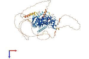 EPB41L5 Protein (AA 1-733) (His tag)