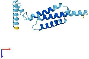 BRP44 Protein (AA 1-127) (His tag)