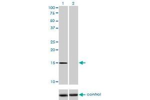 Western blot analysis of NXT1 over-expressed 293 cell line, cotransfected with NXT1 Validated Chimera RNAi (Lane 2) or non-transfected control (Lane 1).