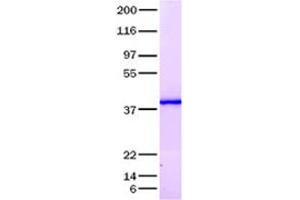 Validation with Western Blot (IL17D Protein)