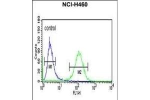 RAB27B Antibody (C-term) (ABIN651177 and ABIN2840113) flow cytometric analysis of NCI- cells (right histogram) compared to a negative control cell (left histogram). (RAB27B Antikörper  (C-Term))
