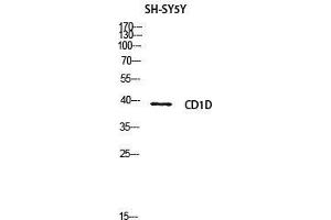 Western Blot (WB) analysis of SH-SY5Y lysis using CD1D antibody.