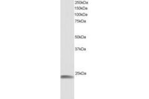 Image no. 1 for anti-Heat Shock 22kDa Protein 8 (HSPB8) (AA 184-196) antibody (ABIN292049) (HSPB8 Antikörper  (AA 184-196))