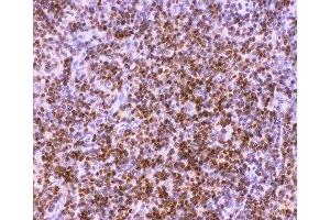 IHC-P: RUNX1 antibody testing of rat thymus tissue (RUNX1 Antikörper  (Middle Region))