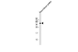 FAT4 antibody  (AA 4500-4786)