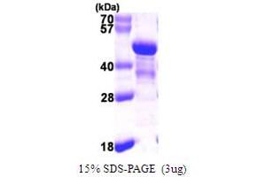 SDS-PAGE (SDS) image for NDE1 (NDE1) (AA 1-335) protein (His tag) (ABIN667430)