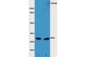 L1 mouse embryo lysate L2 mouse liver lysates probed with Anti XBP1 Polyclonal Antibody, Unconjugated  at 1:3000 for 90 min at 37˚C. (XBP1 Antikörper  (AA 51-150))