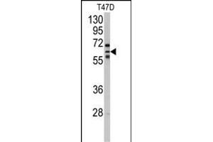 Western blot analysis of anti-CYP2C8 Antibody (N-term) (ABIN392529 and ABIN2842084) in T47D cell line lysates (35 μg/lane). (CYP2C8 Antikörper  (N-Term))