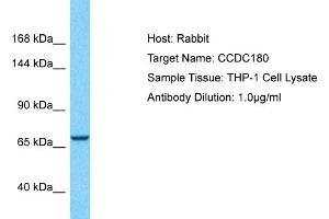 Host: Rabbit Target Name: CCDC180 Sample Type: THP-1 Whole Cell lysates Antibody Dilution: 1. (CCDC180 Antikörper  (Middle Region))