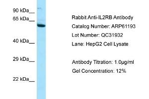 Western Blotting (WB) image for anti-Interleukin 2 Receptor, beta (IL2RB) (C-Term) antibody (ABIN2788713) (IL2 Receptor beta Antikörper  (C-Term))
