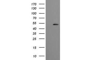 Image no. 1 for anti-Cbl proto-oncogene C (CBLC) (AA 244-474) antibody (ABIN1491264)