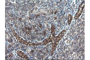 Image no. 1 for anti-Platelet/endothelial Cell Adhesion Molecule (PECAM1) antibody (ABIN1497247) (CD31 Antikörper)
