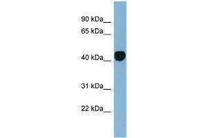 WB Suggested Anti-H2AFY Antibody Titration: 0. (H2AFY Antikörper  (N-Term))