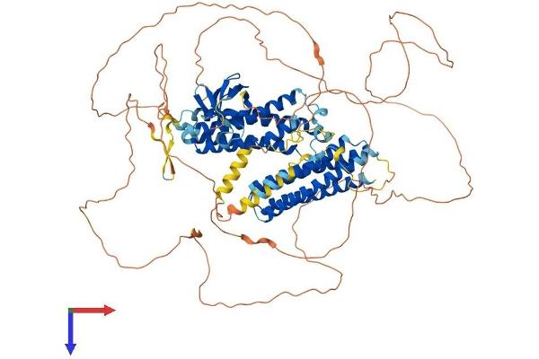 NEDD9 Protein (AA 1-834) (His tag)