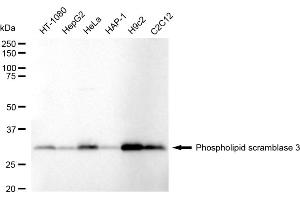 Western blotting analysis using Phospholipid scramblase 3 antibody (ABIN7799827). (Rekombinanter PLSCR3 Antikörper)